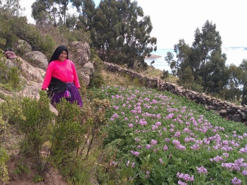 Taquile Familia Celso image 39